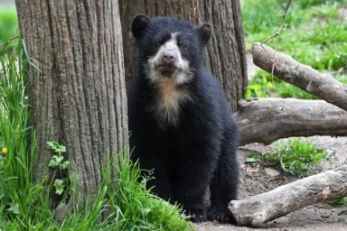 Megan-Maher_4135_Andean-Bear-Cub_QZ_05-01-17