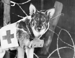 Rin-Tin-Tin