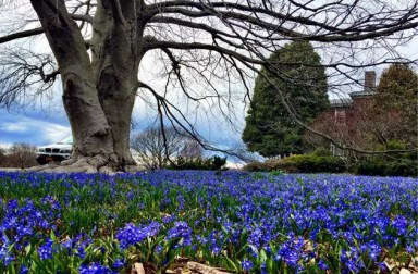 Wave-Hill-gardens