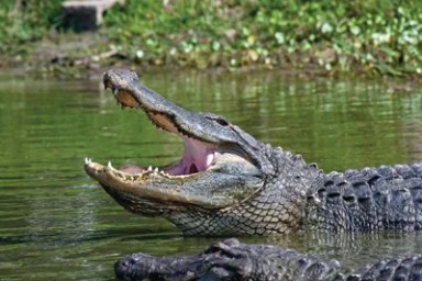 alligator