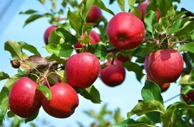 apple-picking-guide