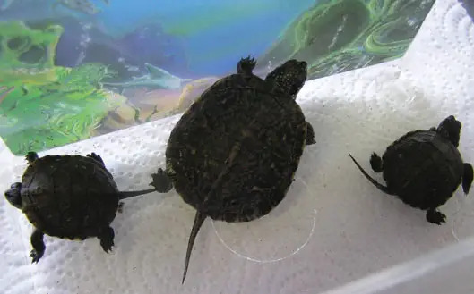 baby turtles