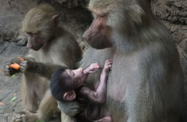 babybaboon-2