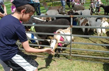 boy-feeding-goat