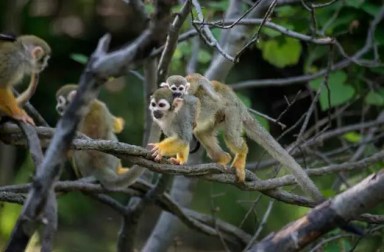 bronx-zoo-childrens-zoo