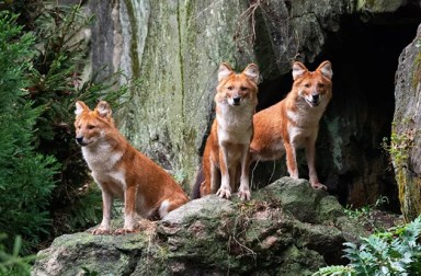 bronx-zoo-dholes-exhibit