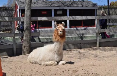 brookhaven-ecology-center-llama