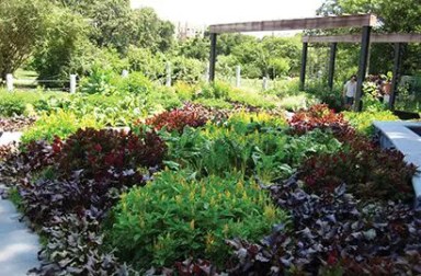 brooklyn-botanic-garden-herb-garden