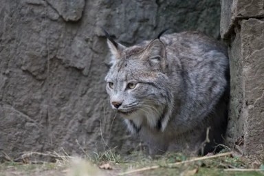 canada-lynx