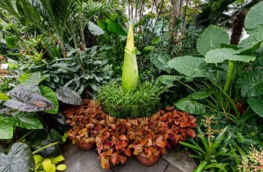 corpse-flower1