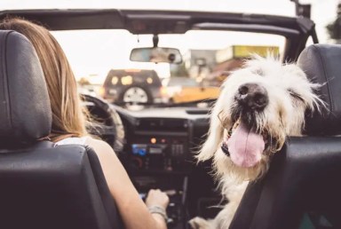 dog-in-car