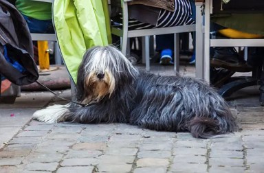 dog-sidewalk-cafe