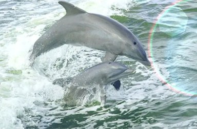 dolphins-close-up