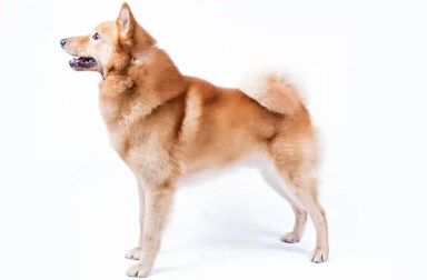 finnish-spitz