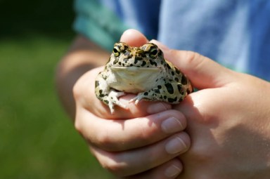 frog1