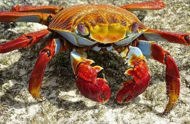 galapagos-crab