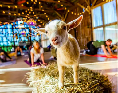 goat-yoga