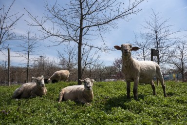 governors-island-sheep