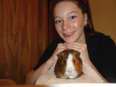 guinea-pig-pet