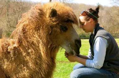 llama-at-green-chimneys