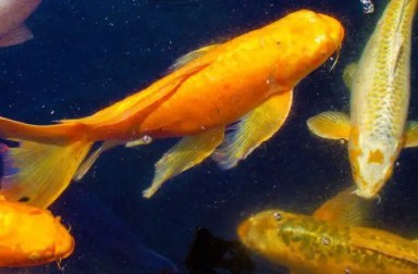 long-island-aquarium-koi-pond