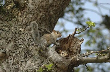 mom-baby-squirrels