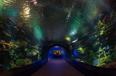 new-york-aquarium-sharks