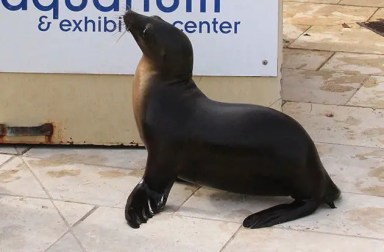 nila-seal-long-island-aquarium