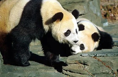 pandas