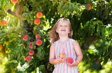 peach-picking-near-nyc