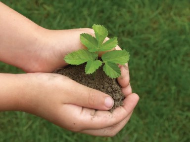 planting-trees