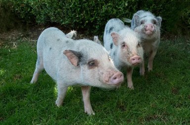 prospect-park-zoo-juliana-pigs