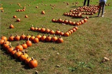 pumpkins