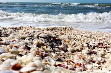 sanibel-shelling-beach