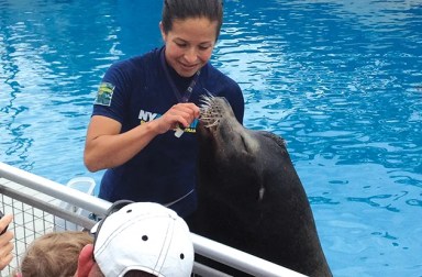 sea-lion-new-york-aquarium