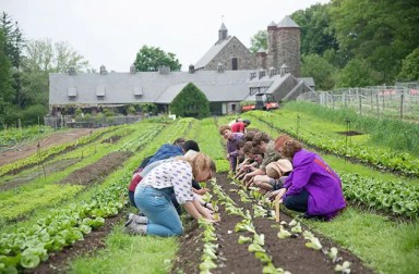 stone-barns-center-planting-lettuce