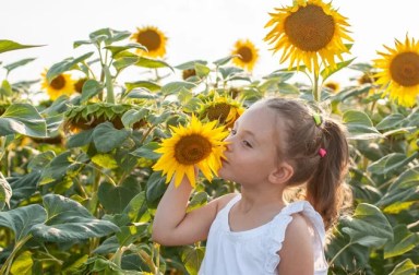 sunflower-mazes-near-nyc