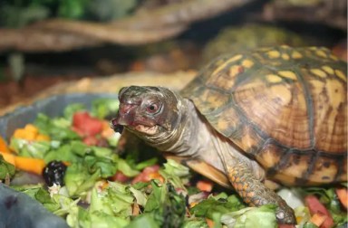 turtle-at-norwalk-maritime-aquarium