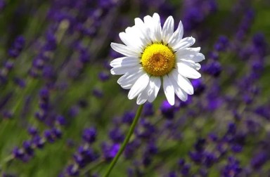 wildflower-seed-grenade