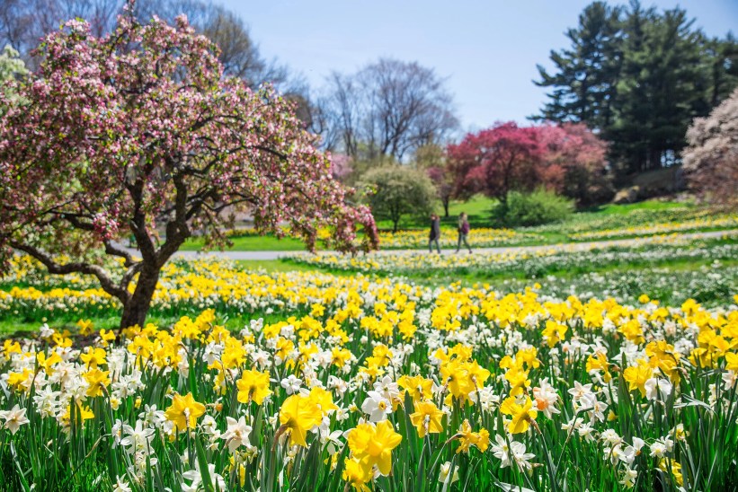 8 Botanical Gardens in New York City and on Long Island