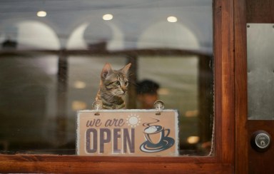 Amazing Cat Cafés in NYC and Long Island You Should Check Out