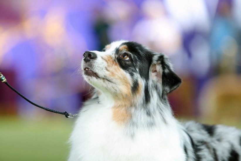 Westminster Dog Show Returns to NYC