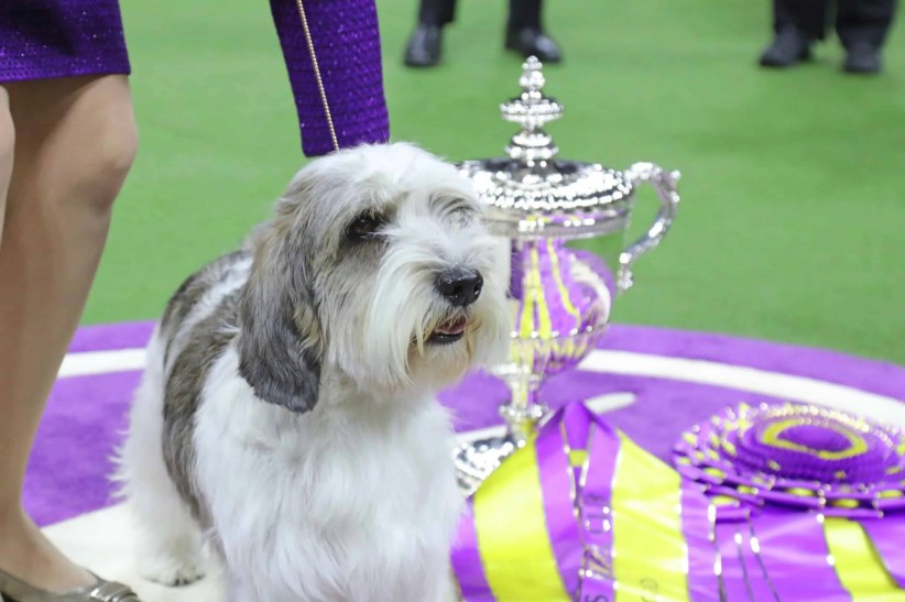 Westminster Dog Show Returns to NYC