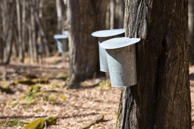 Where to Go Maple Sugaring in the New York Area