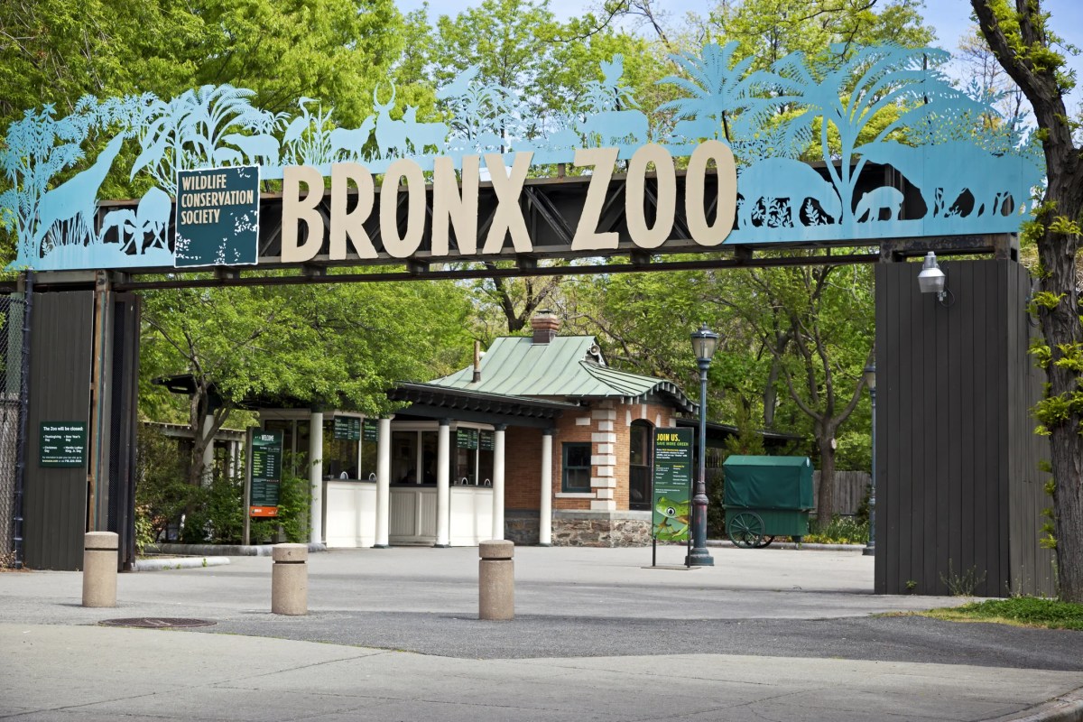 Bird Flu Hits NYC: Ducks Confirmed Dead from Avian Flu at Queens Zoo, Bronx Zoo Birds Still Under Investigation