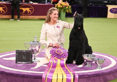 Meet Monty: Giant Schnauzer Wins Best in Show at the 149th Annual Westminster Kennel Club Dog Show