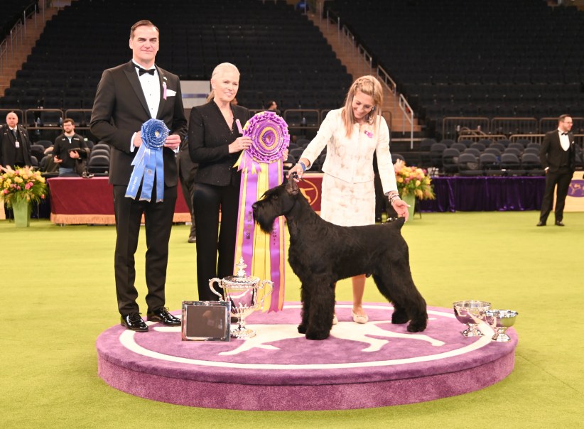 Meet Monty: Giant Schnauzer Wins Best in Show at the 149th Annual Westminster Kennel Club Dog Show