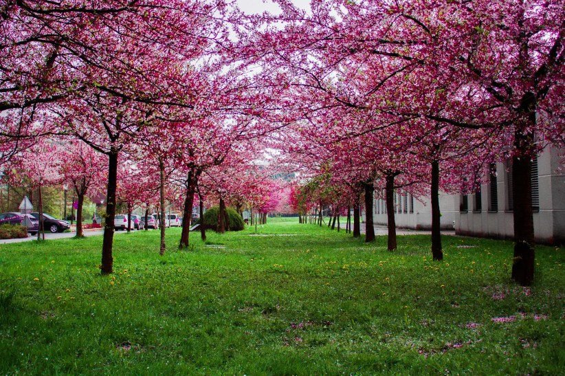 Best Spots to See Cherry Blossoms on Long Island